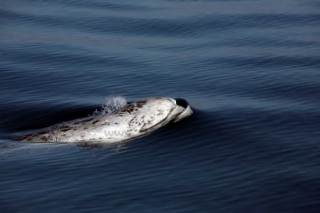 Avistamiento de ballenas 